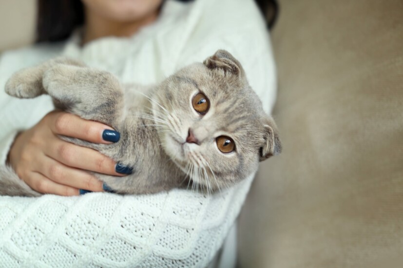 5 Things My Cat Taught Me About Being an Introvert