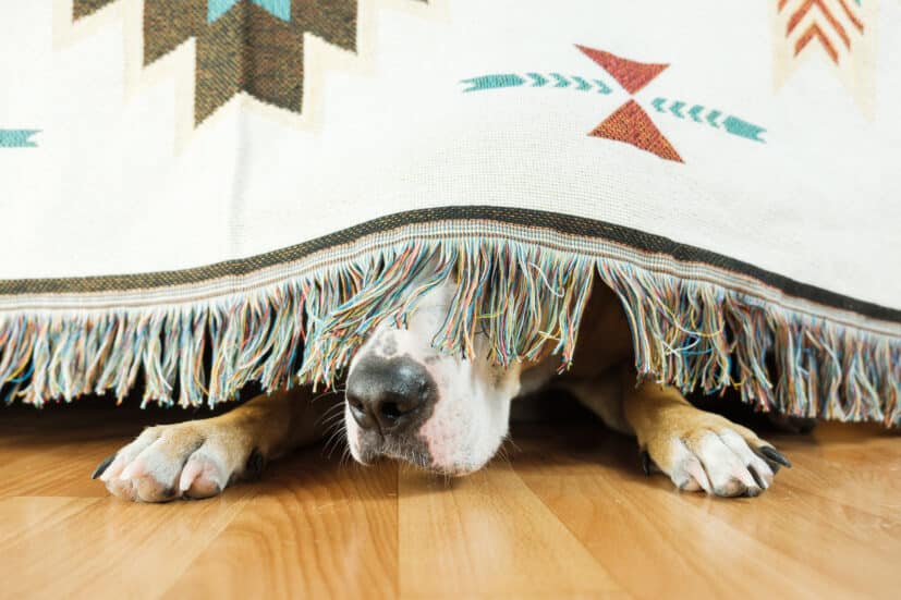 10 Signs Your Pet Might Be an Introvert (Just Like You!)