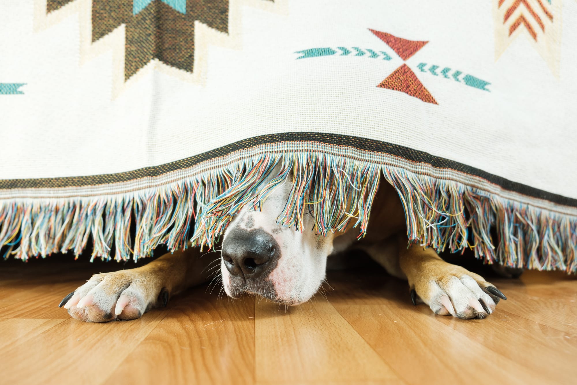 can pets be introverted