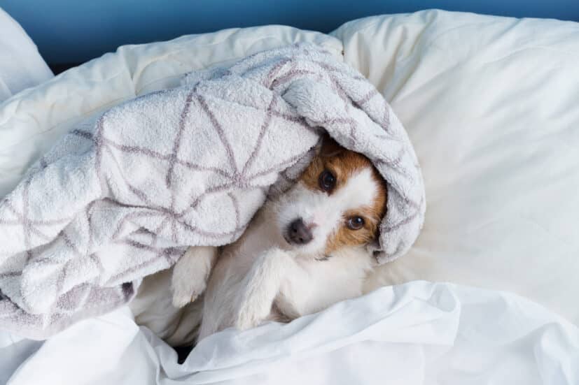 can pets be introverted